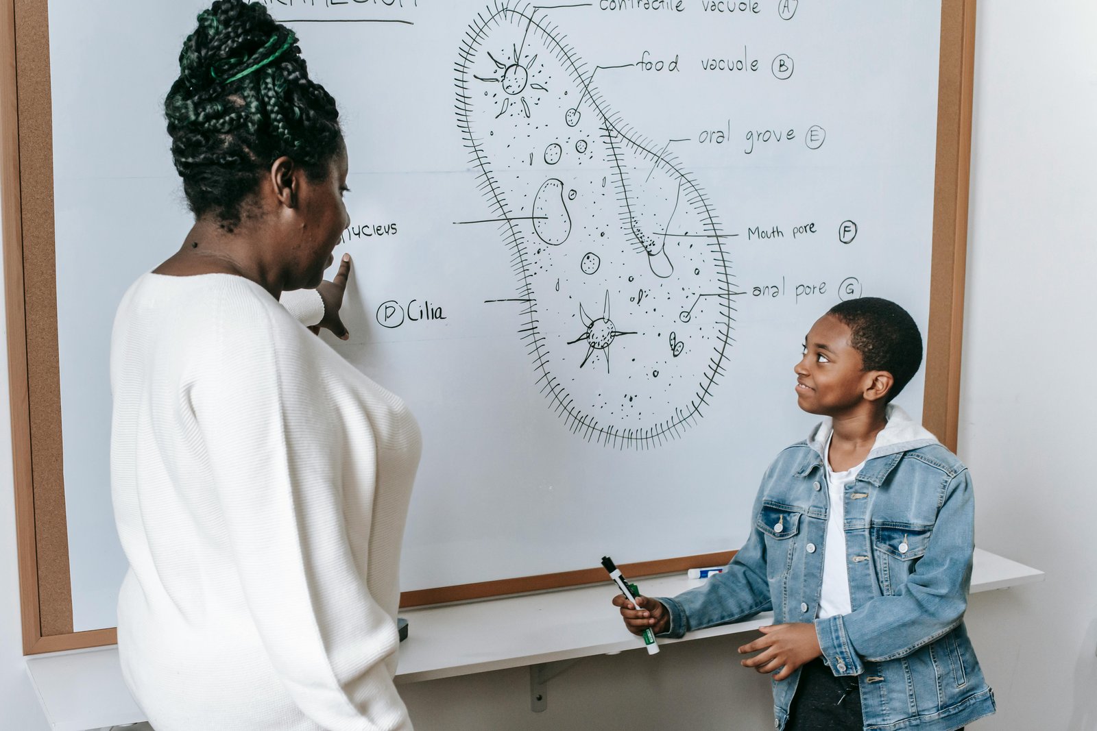 An OURCHIVES tutor explains a paramecium diagram on a whiteboard while a student looks on, attentive and engaged.